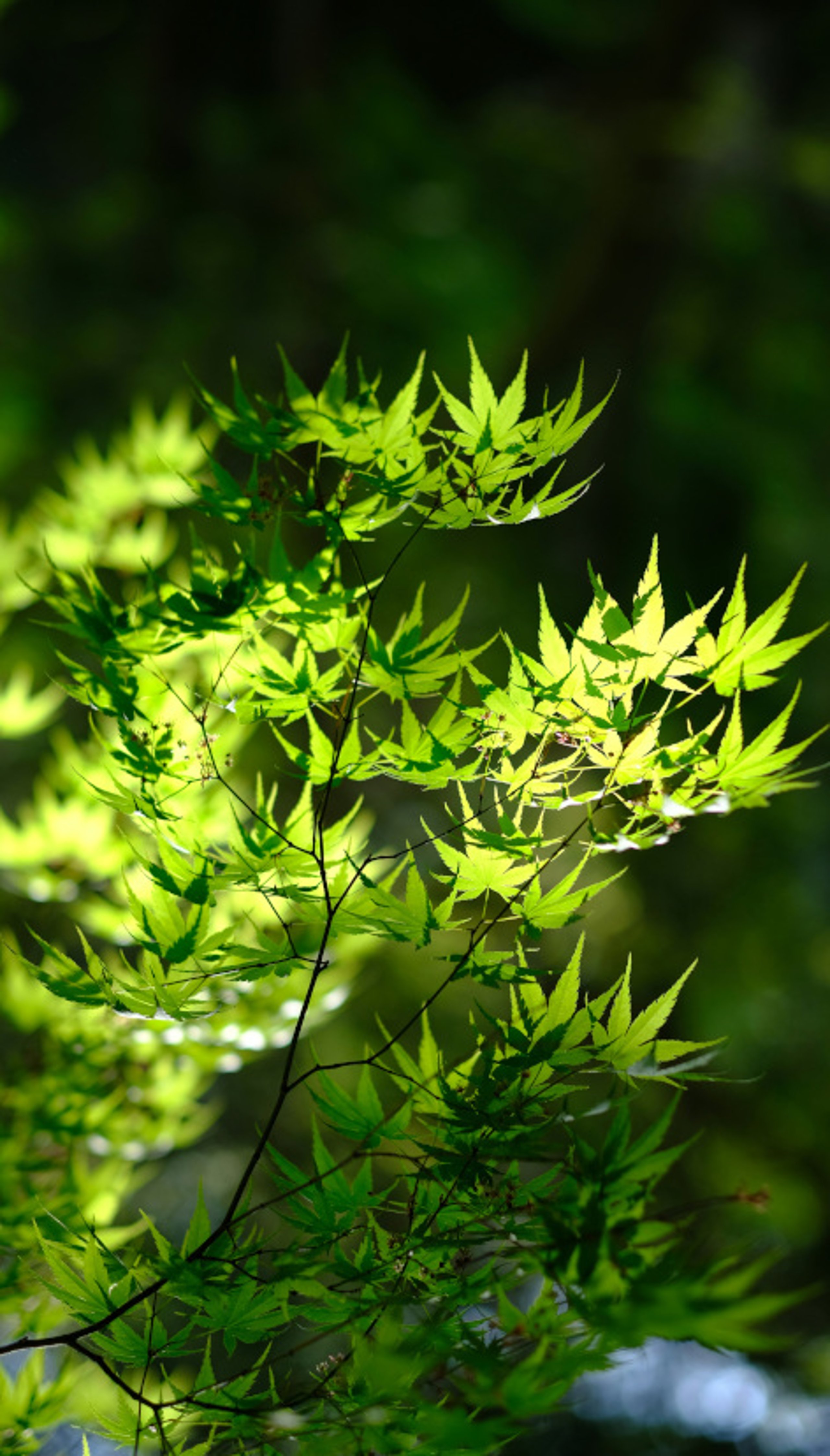 Connecté à la nature